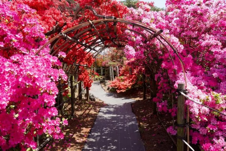🌸 진달래 언덕 공원(쓰쓰지가오카 공원) 이미지 9